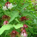 Leycesteria formosa fleur